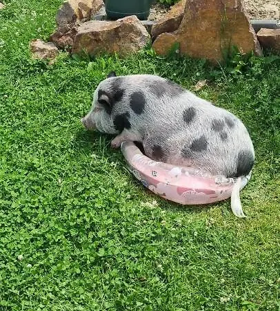 Apartment Gnaden- Und Saale Wittgenstein In The Middle Of Gar Nix