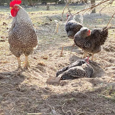 Gnaden- Und Saale Wittgenstein In The Middle Of Gar Nix Bismark
