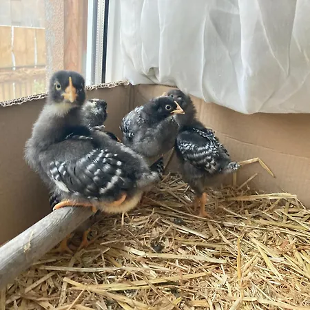 Apartment Gnaden- Und Saale Wittgenstein In The Middle Of Gar Nix Bismark