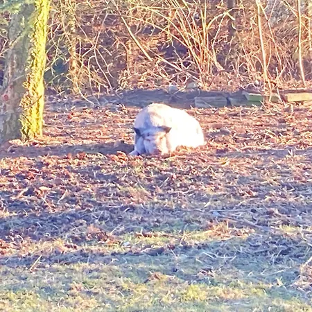 Gnaden- Und Saale Wittgenstein In The Middle Of Gar Nix * Bismark