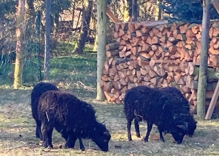 Gnaden- Und Saale Wittgenstein In The Middle Of Gar Nix Apartamento