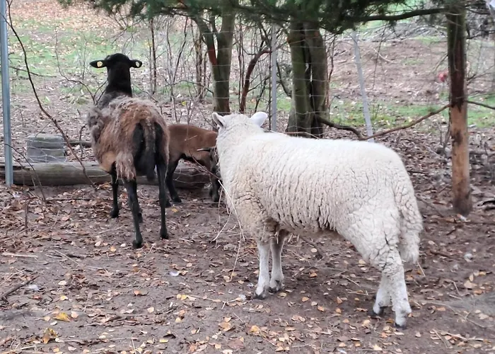 Gnaden- Und Saale Wittgenstein In The Middle Of Gar Nix Bismark