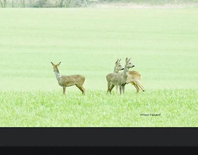Gnaden- Und Saale Wittgenstein In The Middle Of Gar Nix Apartamento Bismark
