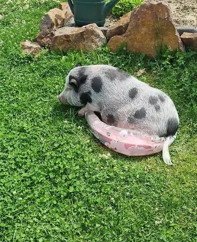 Apartamento Gnaden- Und Saale Wittgenstein In The Middle Of Gar Nix
