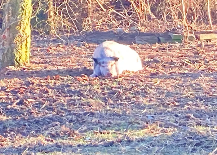 Gnaden- Und Saale Wittgenstein In The Middle Of Gar Nix * Bismark